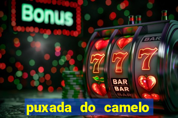 puxada do camelo jogo do bicho